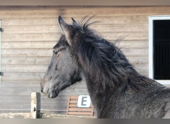 PRE, Mare, 1 year, Gray