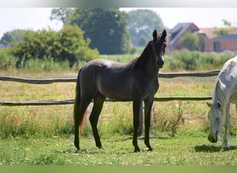 PRE, Mare, 1 year, Gray