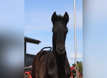 PRE, Mare, 1 year, Gray