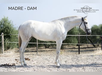 PRE Mix, Mare, 1 year, Grey-Fleabitten