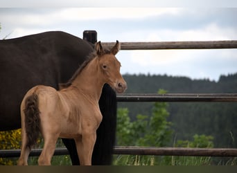 PRE Mix, Mare, 1 year, Pearl