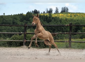 PRE Mix, Mare, 1 year, Pearl