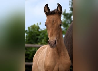 PRE Mix, Mare, 1 year, Pearl