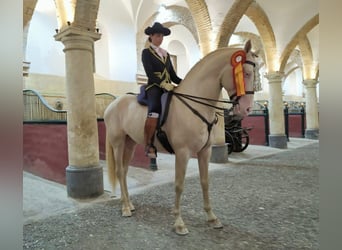 PRE, Mare, 1 year, Perlino