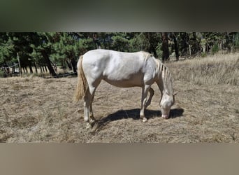 PRE Mix, Mare, 1 year, Perlino