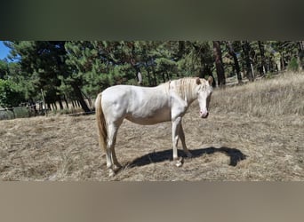 PRE Mix, Mare, 1 year, Perlino