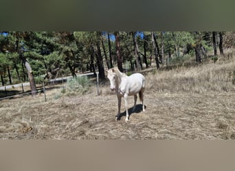 PRE Mix, Mare, 1 year, Perlino