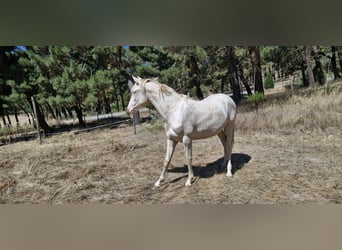PRE Mix, Mare, 1 year, Perlino