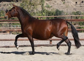 PRE, Mare, 20 years, 15.1 hh, Brown