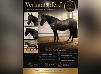PRE Mix, Mare, 20 years, 15.2 hh, Black