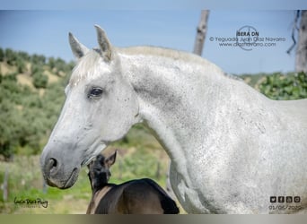 PRE, Mare, 20 years, 15.2 hh, Grey-Fleabitten