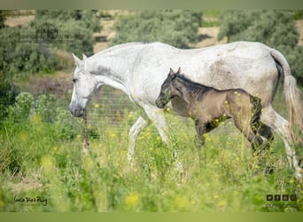PRE, Mare, 20 years, 15.2 hh, Grey-Fleabitten