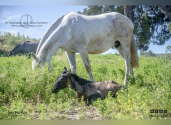 PRE Mix, Mare, 20 years, 15,2 hh, Grey-Fleabitten