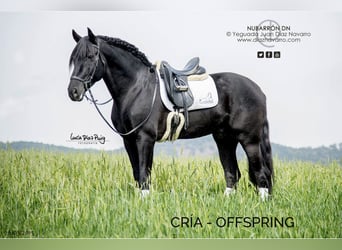 PRE Mix, Mare, 20 years, 15,2 hh, Grey-Fleabitten