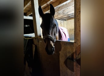 PRE Mix, Mare, 20 years, 16 hh, Brown