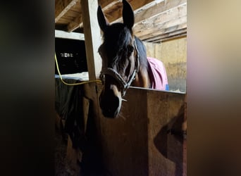 PRE Mix, Mare, 20 years, 16 hh, Brown