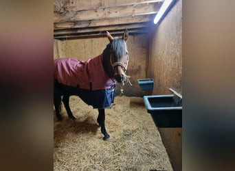 PRE Mix, Mare, 20 years, 16 hh, Brown