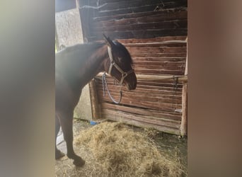 PRE Mix, Mare, 20 years, 16 hh, Brown