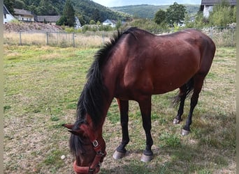 PRE Mix, Mare, 20 years, 16 hh, Brown