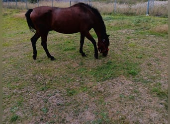 PRE Mix, Mare, 20 years, 16 hh, Brown