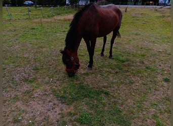 PRE Mix, Mare, 20 years, 16 hh, Brown