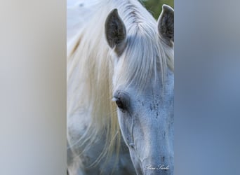 PRE, Mare, 22 years, 15.1 hh, White