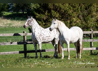 PRE Mix, Mare, 22 years, 15,1 hh, White