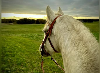 PRE Mix, Mare, 22 years, 15,1 hh, White