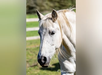 PRE, Mare, 23 years, 15.1 hh, White