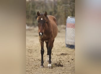 PRE, Mare, 2 years, 13.2 hh, Brown