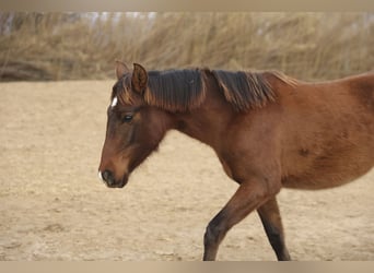 PRE, Mare, 2 years, 13.2 hh, Brown