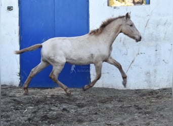 PRE, Mare, 2 years, 13.2 hh, Pearl
