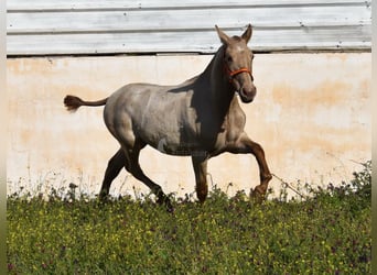 PRE, Mare, 2 years, 13.2 hh, Pearl