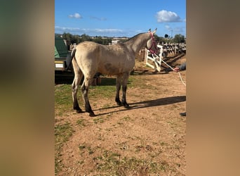 PRE, Mare, 2 years, 14.1 hh, Buckskin