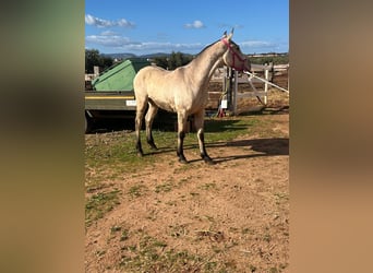 PRE, Mare, 2 years, 14.1 hh, Buckskin