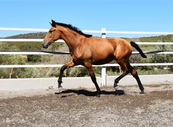 PRE, Mare, 2 years, 14.1 hh, Dun