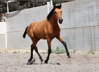 PRE, Mare, 2 years, 14.1 hh, Dun