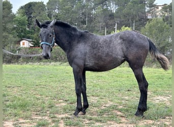 PRE Mix, Mare, 2 years, 14.1 hh, Gray