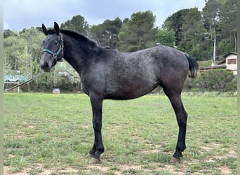 PRE Mix, Mare, 2 years, 14.1 hh, Gray