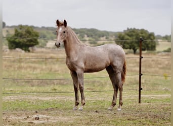 PRE Mix, Mare, 2 years, 14.1 hh, Grey