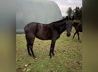 PRE Mix, Mare, 2 years, 14,2 hh, Black