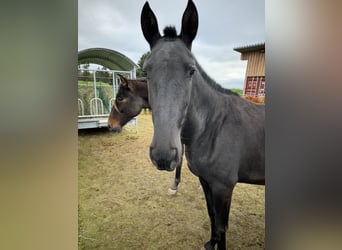 PRE Mix, Mare, 2 years, 14,2 hh, Black