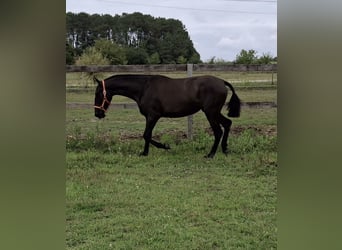 PRE Mix, Mare, 2 years, 14,2 hh, Black