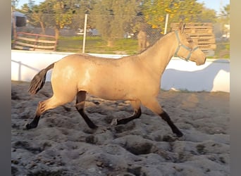 PRE, Mare, 2 years, 14,3 hh, Dun