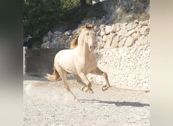 PRE, Mare, 2 years, 14,3 hh, Dun