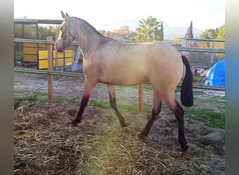 PRE, Mare, 2 years, 14,3 hh, Dun