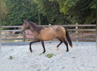 PRE, Mare, 2 years, 14.3 hh, Dun
