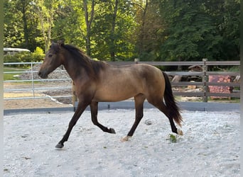 PRE, Mare, 2 years, 14.3 hh, Dun