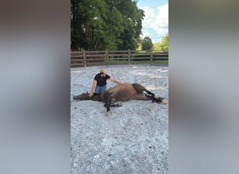 PRE, Mare, 2 years, 14.3 hh, Dun