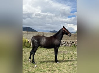 PRE Mix, Mare, 2 years, 14.3 hh, Gray-Dapple